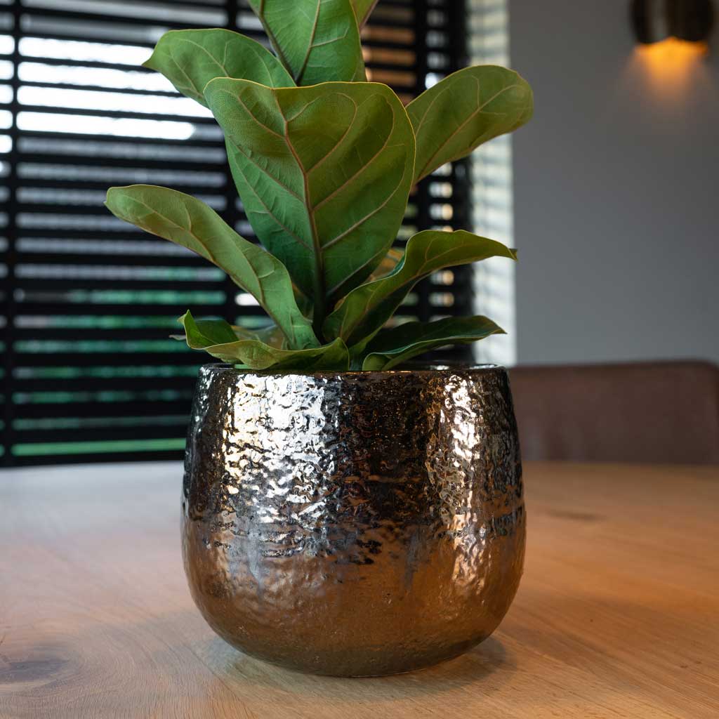Yvette Plant Pot - Gold & Ficus Lyratta Bambino