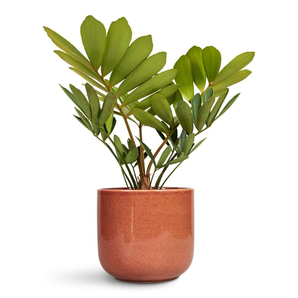 Zamia furfuracea Cardboard Palm 12x45cm & Iris Plant Pot Turquoise - 15x14cm