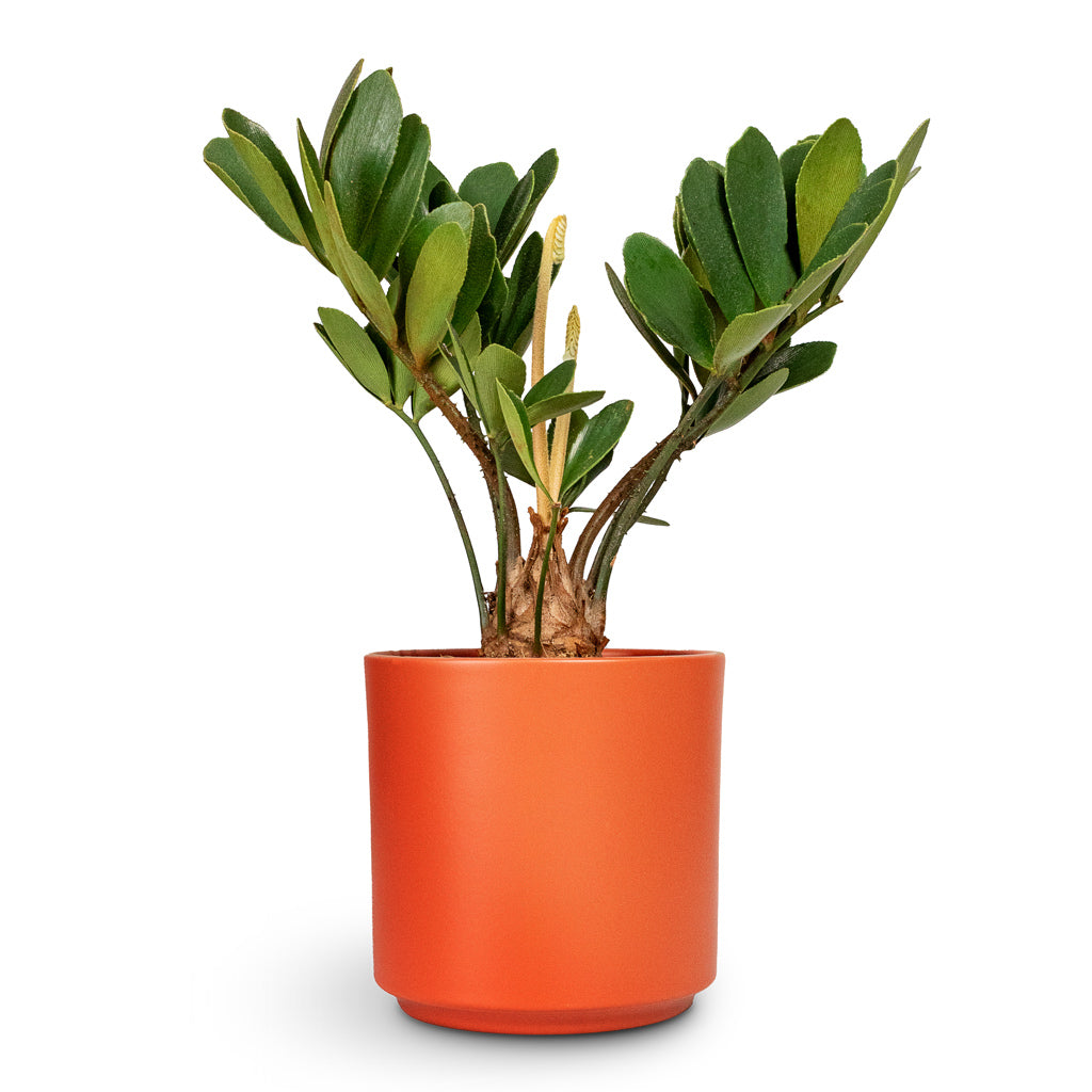 Zamia furfuracea Cardboard Palm - 12x30cm In Prague Plant Pot Cayenne - 13x13cm