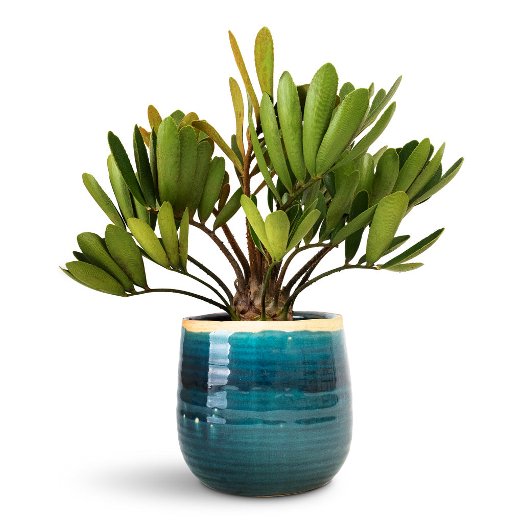 Zamia furfuracea Cardboard Palm 12x45cm &amp; Iris Plant Pot Turquoise - 15x14cm