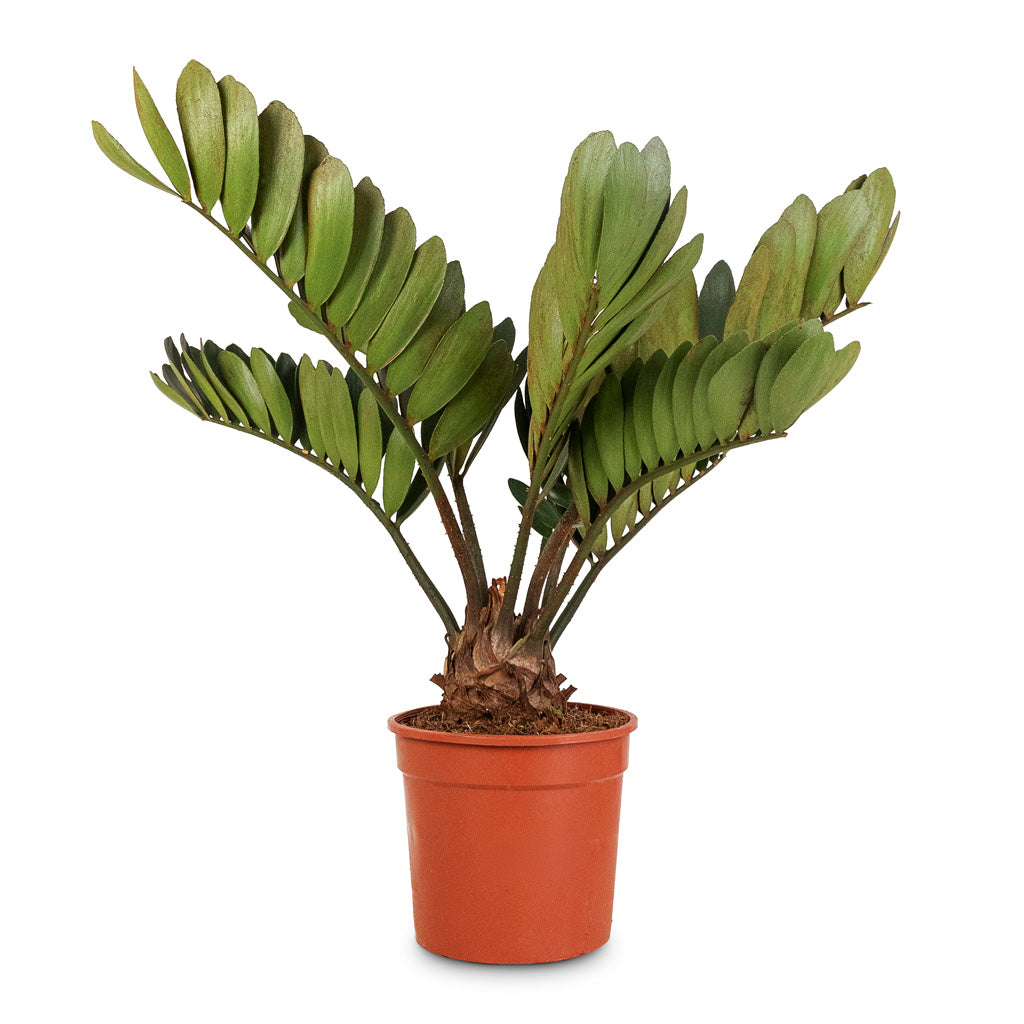 Zamia furfuracea Cardboard Palm - 17x50cm