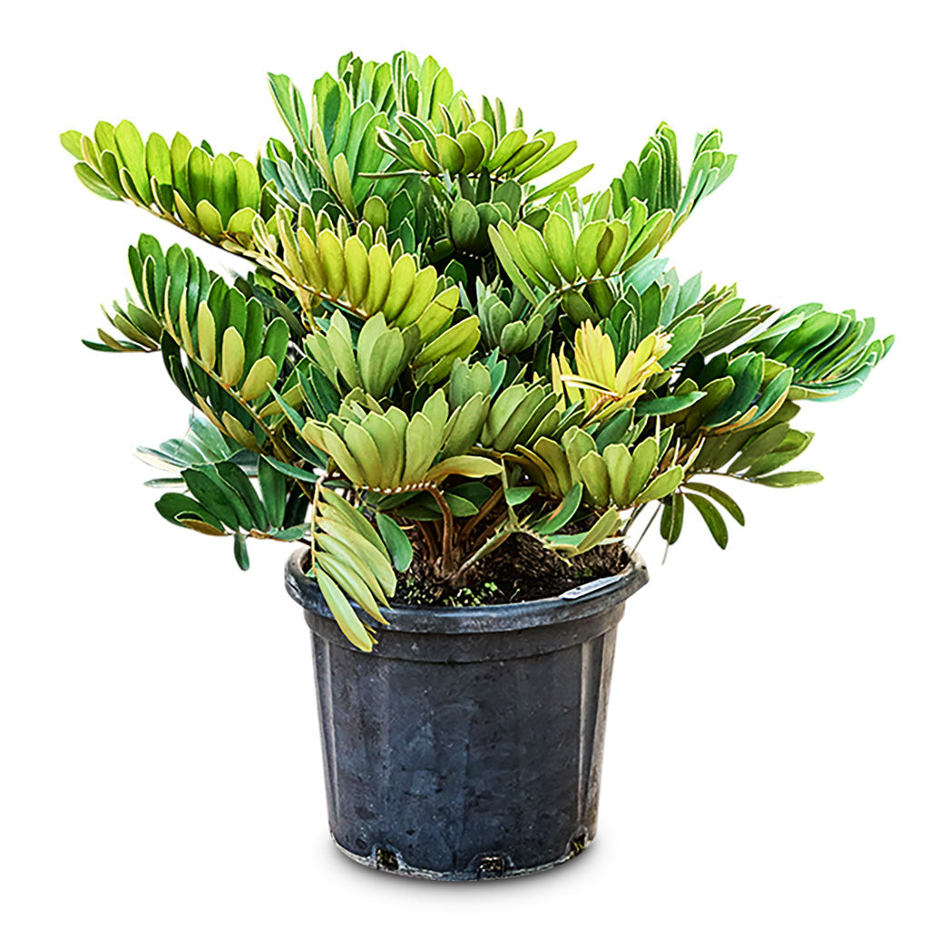 Zamia furfuracea Cardboard Palm 40x90cm