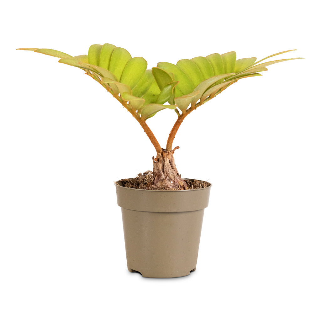 Zamia furfuracea - Cardboard Palm