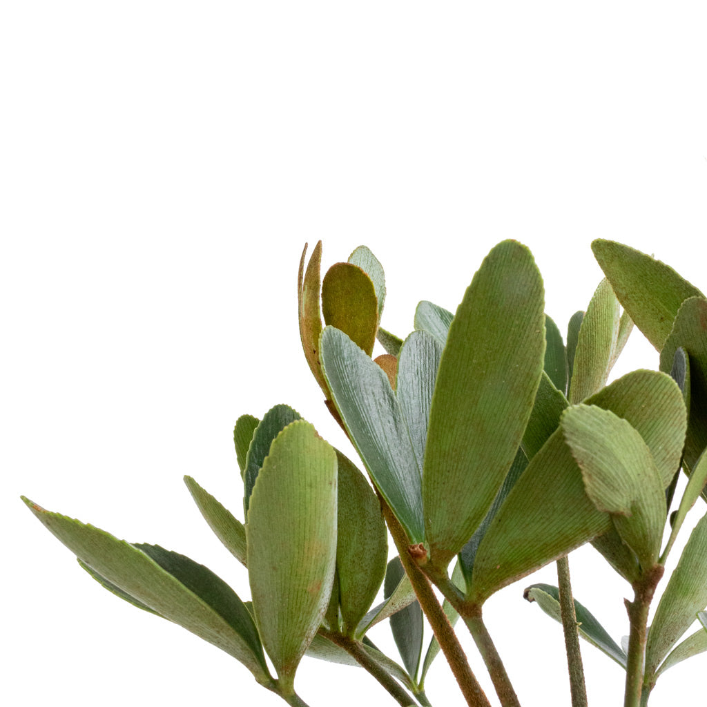 Zamia furfuracea - Cardboard Palm Leaves