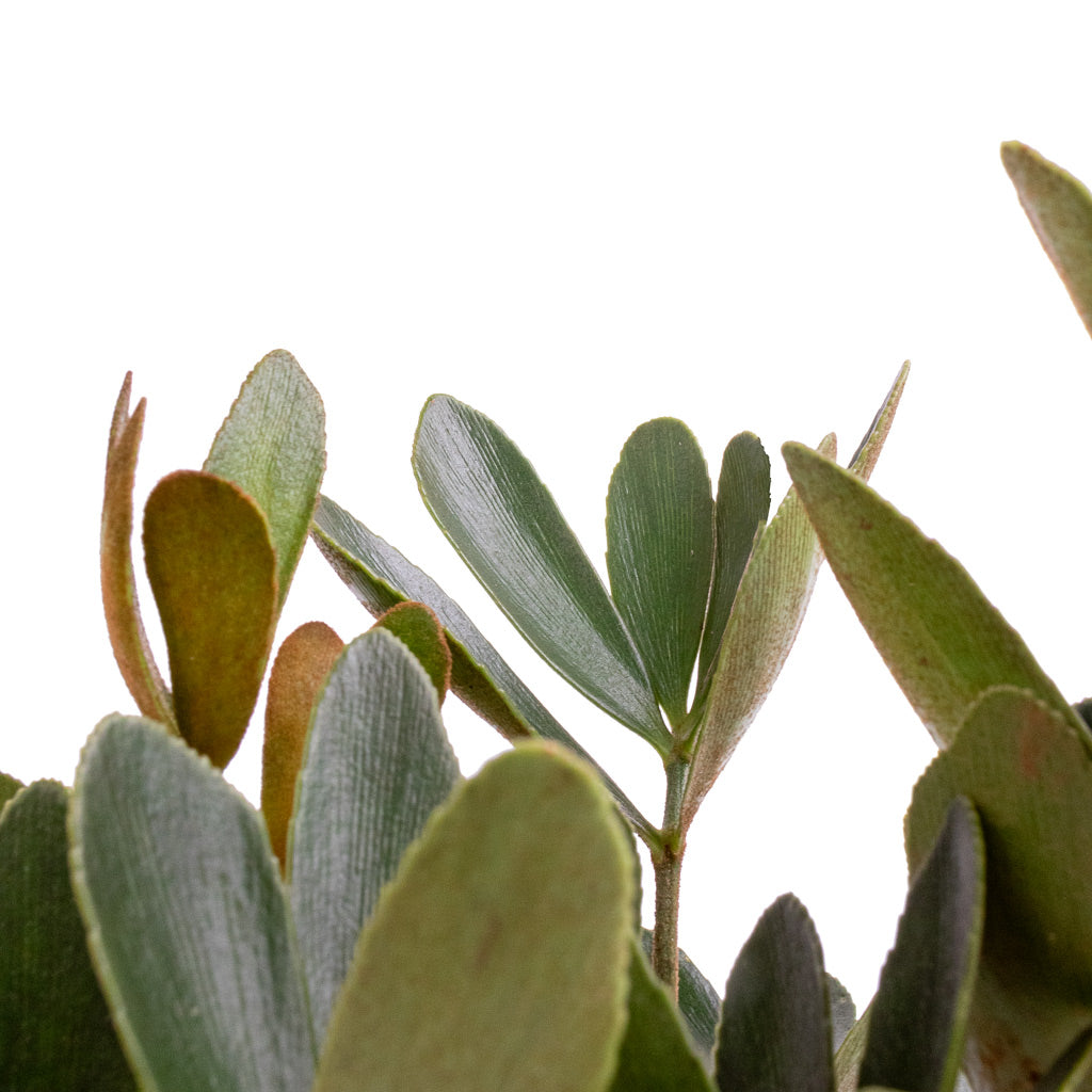 Zamia furfuracea - Cardboard Palm Leaves