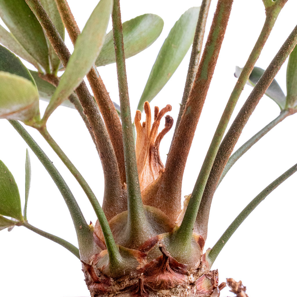 Zamia furfuracea - Cardboard Palm Cordex