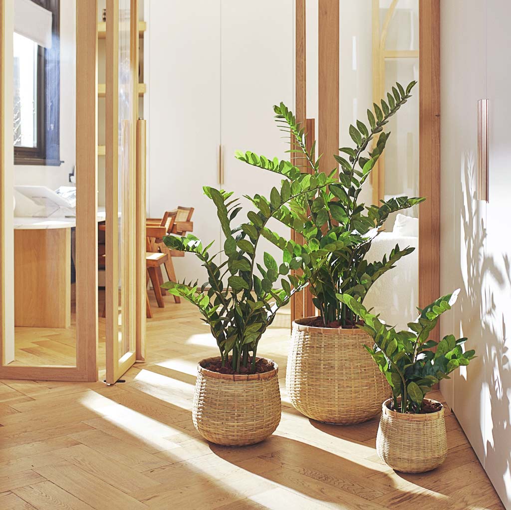 zz silk plant Zamioculcas zamiifolia ZZ - Quality Artificial Plants