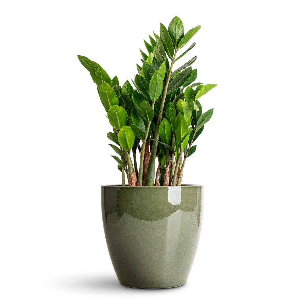 Zamioculcas zamiifolia - 14x40cm In Sven Pot Sage - 20x19cm