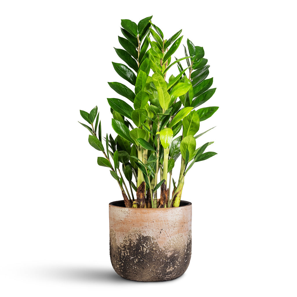 Zamioculcas zamiifolia 17x65cm Albero Pot Cement 21x19cm