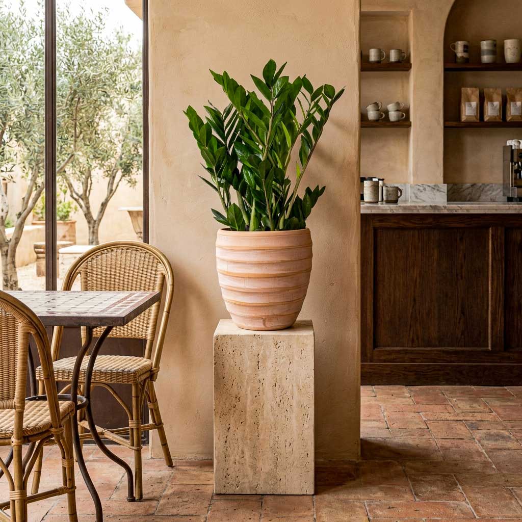 Zamioculcas zamiifolia - 17 x 65cm in Beatrice Pot Terracotta - 24 x 24cm