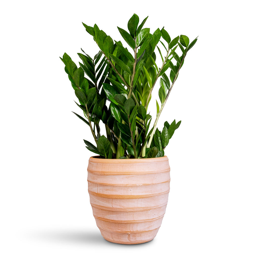 Zamioculcas zamiifolia - 17x65cm In Beatrice Pot Terracotta - 24x24cm