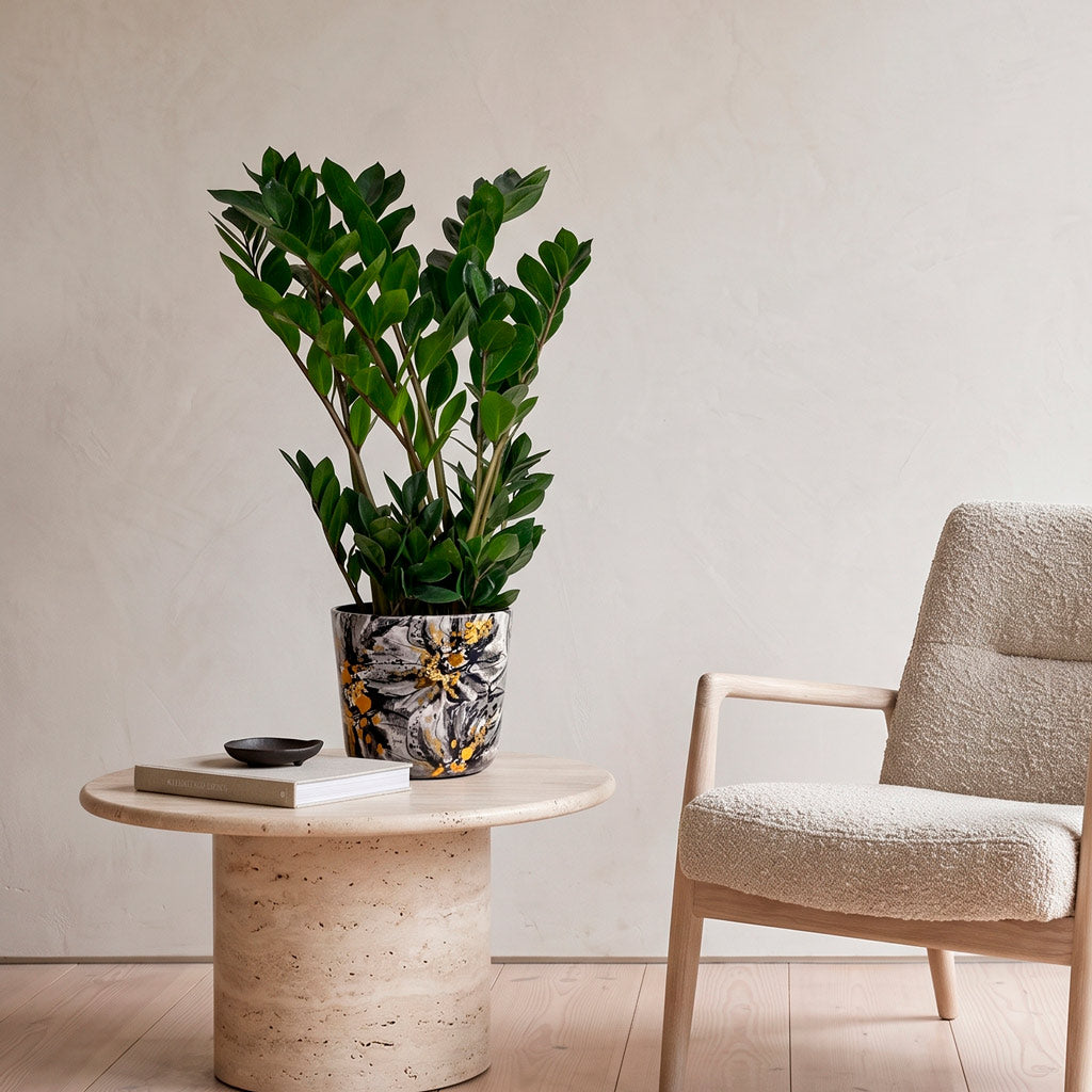 Zamioculcas zamiifolia 17x65cm house plant in Lammie Marigold Pot Ash 21x18cm pot placed in a minimal atheistic scene