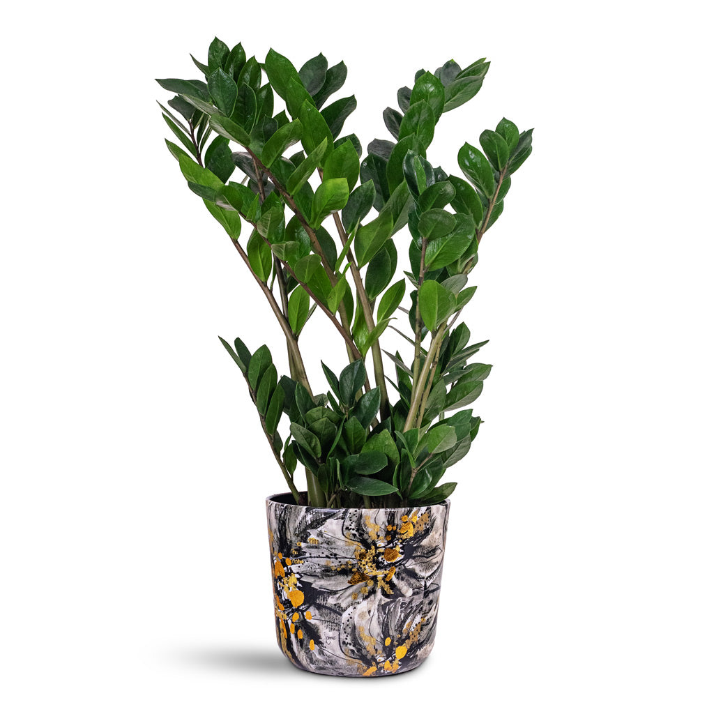 Zamioculcas zamiifolia 17x65cm House Plant In Lammie Marigold Pot Ash 21x18cm