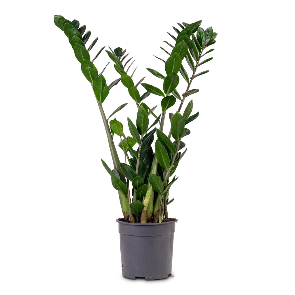 Zamioculcas zamiifolia 19x80cm