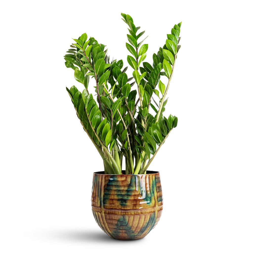 Zamioculcas zamiifolia - 27x90cm In Mette Metal Pot Marrakesh - 34x29cm