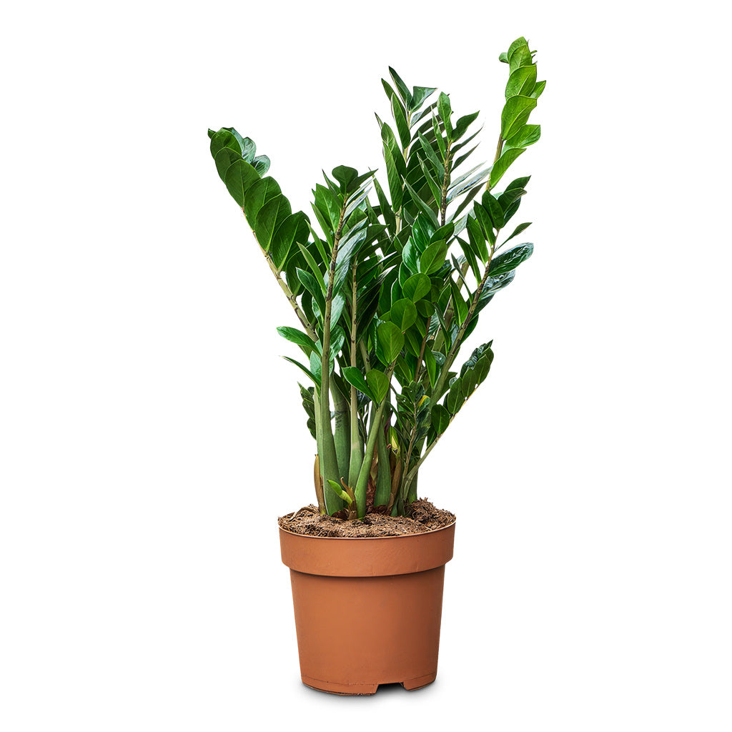 Zamioculcas zamiifolia 30x110cm