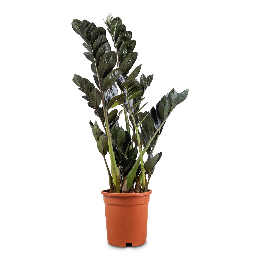 Zamioculcas zamiifolia Raven - 17x75cm