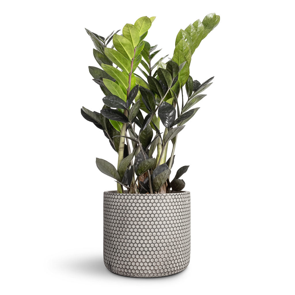 Zamioculcas zamiifolia Raven ZZ Plant - 14x50cm In Bernt Plant Pot Shiny Black - 17x14cm