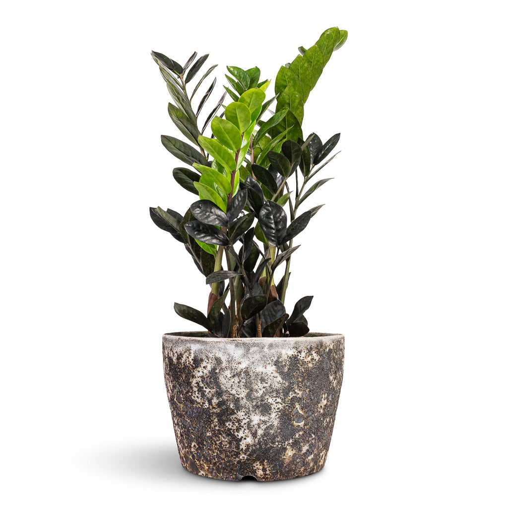 Zamioculcas zamiifolia Raven ZZ Plant - 14x50cm In Lava Couple Straight Relic Planter Black - 25x17cm