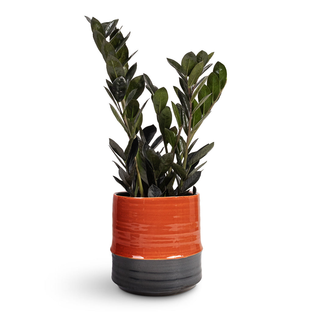 Zamioculcas zamiifolia Raven ZZ Plant - 14x50cm & Marlijn Plant Pot Coral - 17x16cm