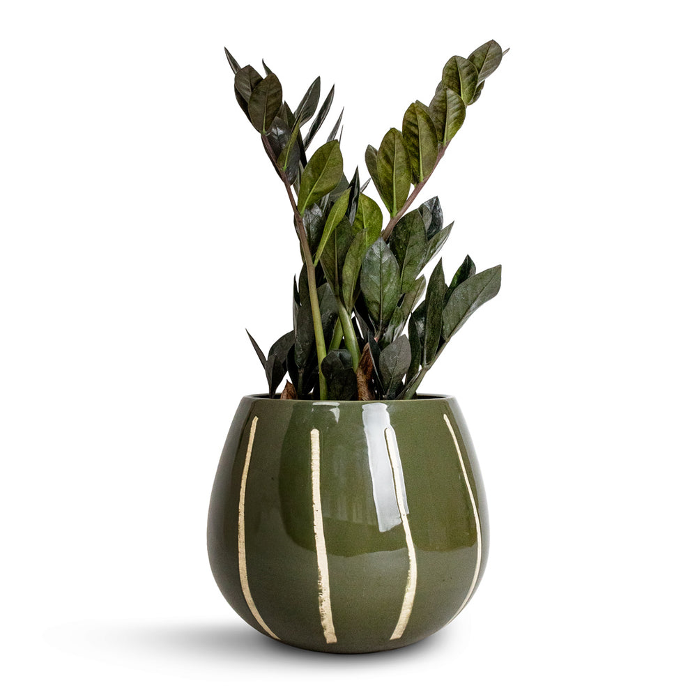 Zamioculcas zamiifolia Raven - Raven ZZ Plant - Jet-Black Raven ...