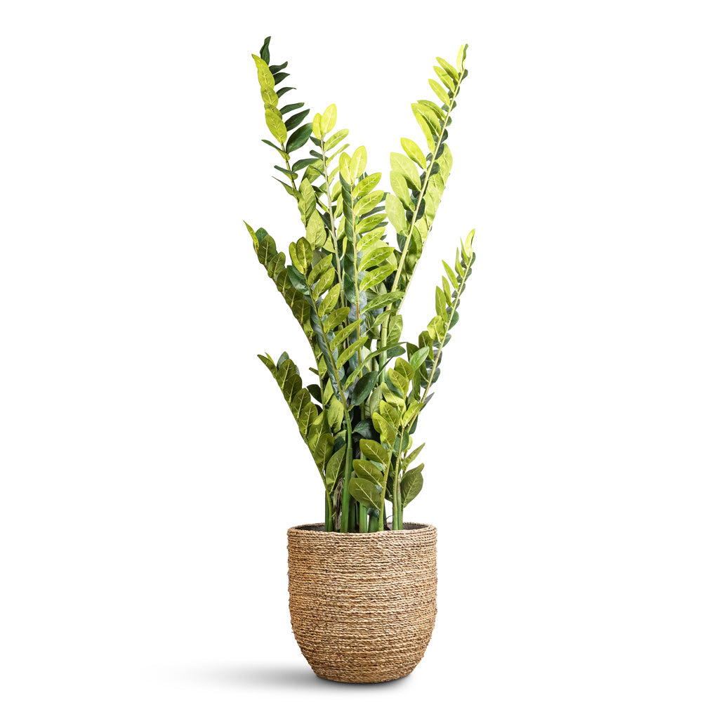 Zamioculcas zamiifolia ZZ Artificial (15 stems) Cody Pot Straw Grass 
