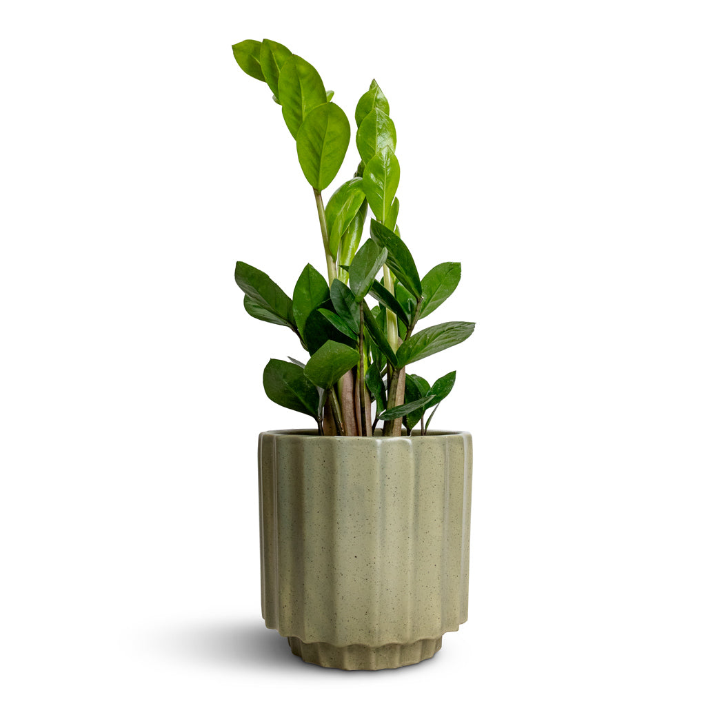 Zamioculcas zamiifolia - ZZ Plant & Bourton Scalloped Plant Pot - Sage