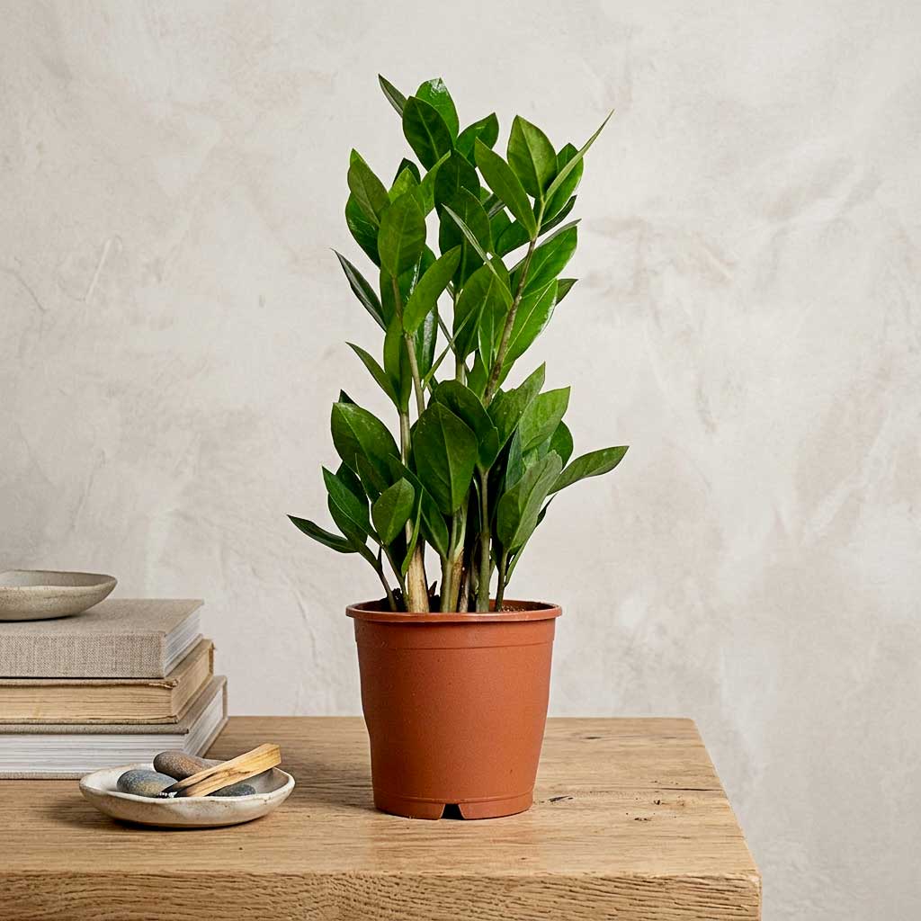 Zamioculcas zamiifolia - 12 x 35cm