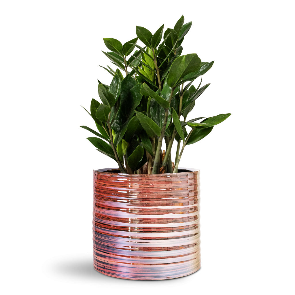 Zamioculcas zamiifolia ZZ Plant - 14x40cm In Didi Plant Pot Pearl Pink - 19x16cm