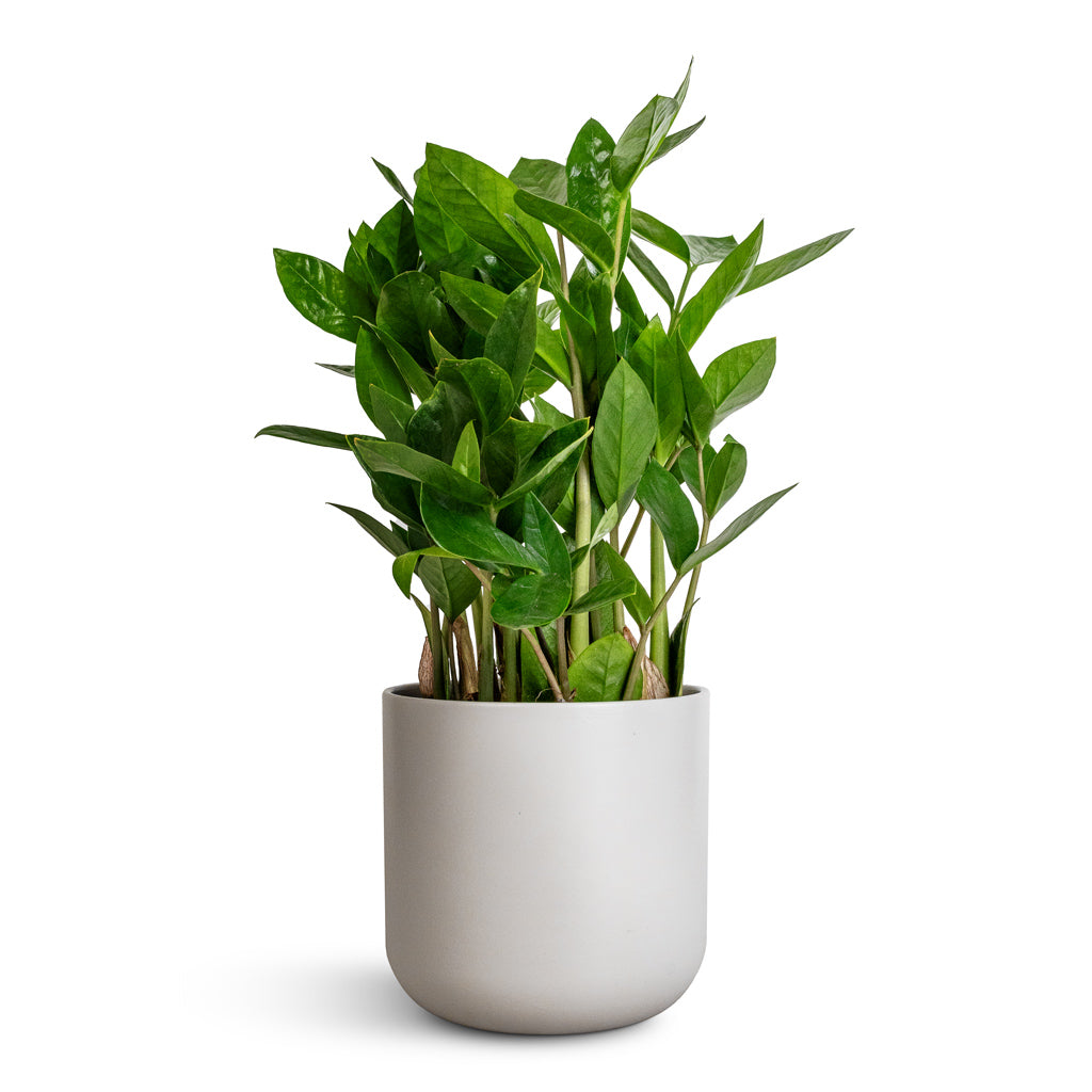 Zamioculcas zamiifolia - ZZ Plant & Lisbon Plant Pot - Light Grey