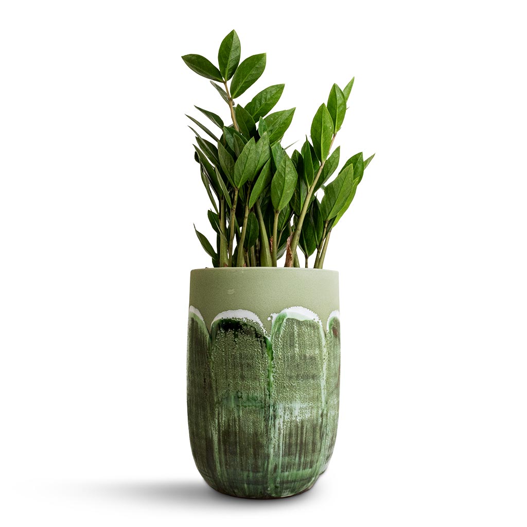 Zamioculcas zamiifolia - ZZ Plant & Moon Plant Vase - Jungle