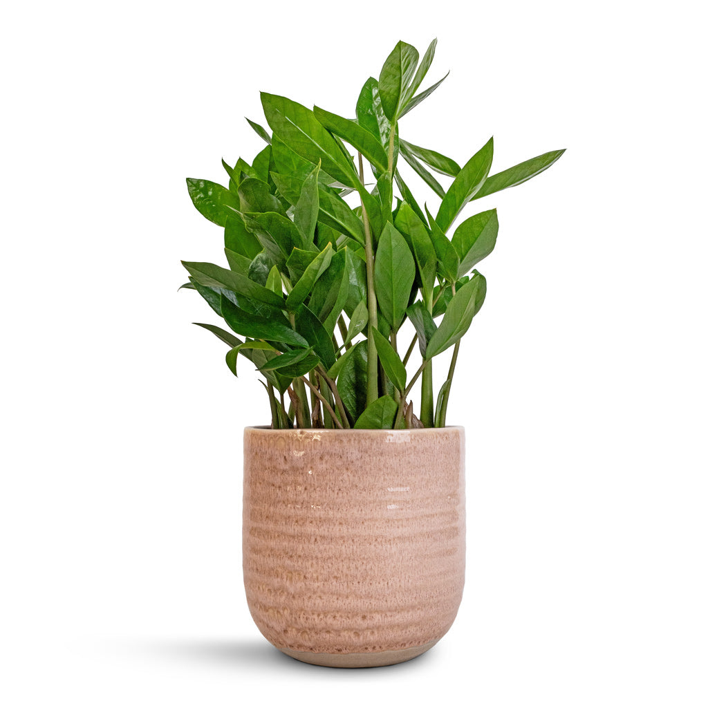 Zamioculcas zamiifolia - ZZ Plant & Ocean Glaze Plant Pot - Morganite