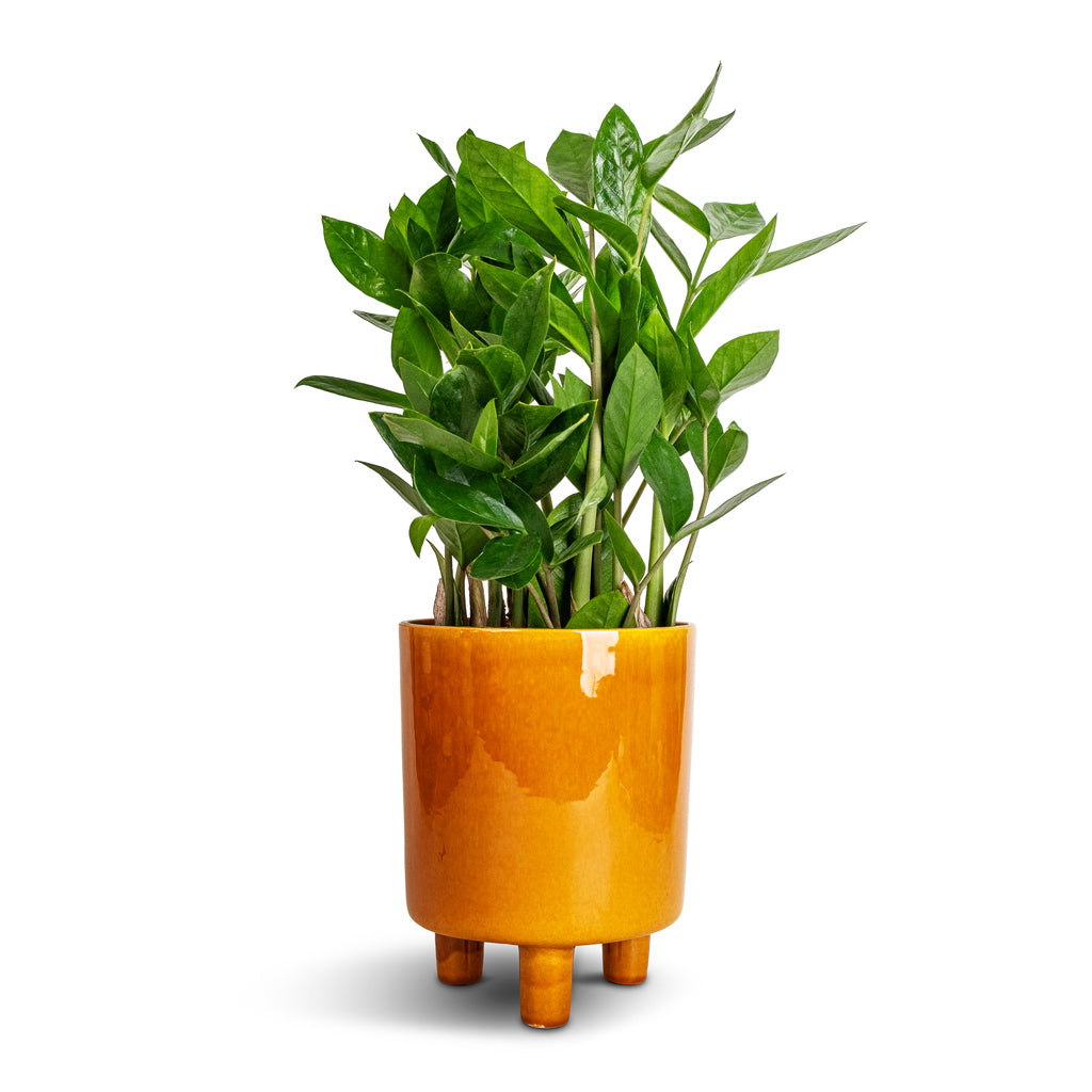 Zamioculcas zamiifolia - ZZ Plant & Pisa Plant Pot - Mustard