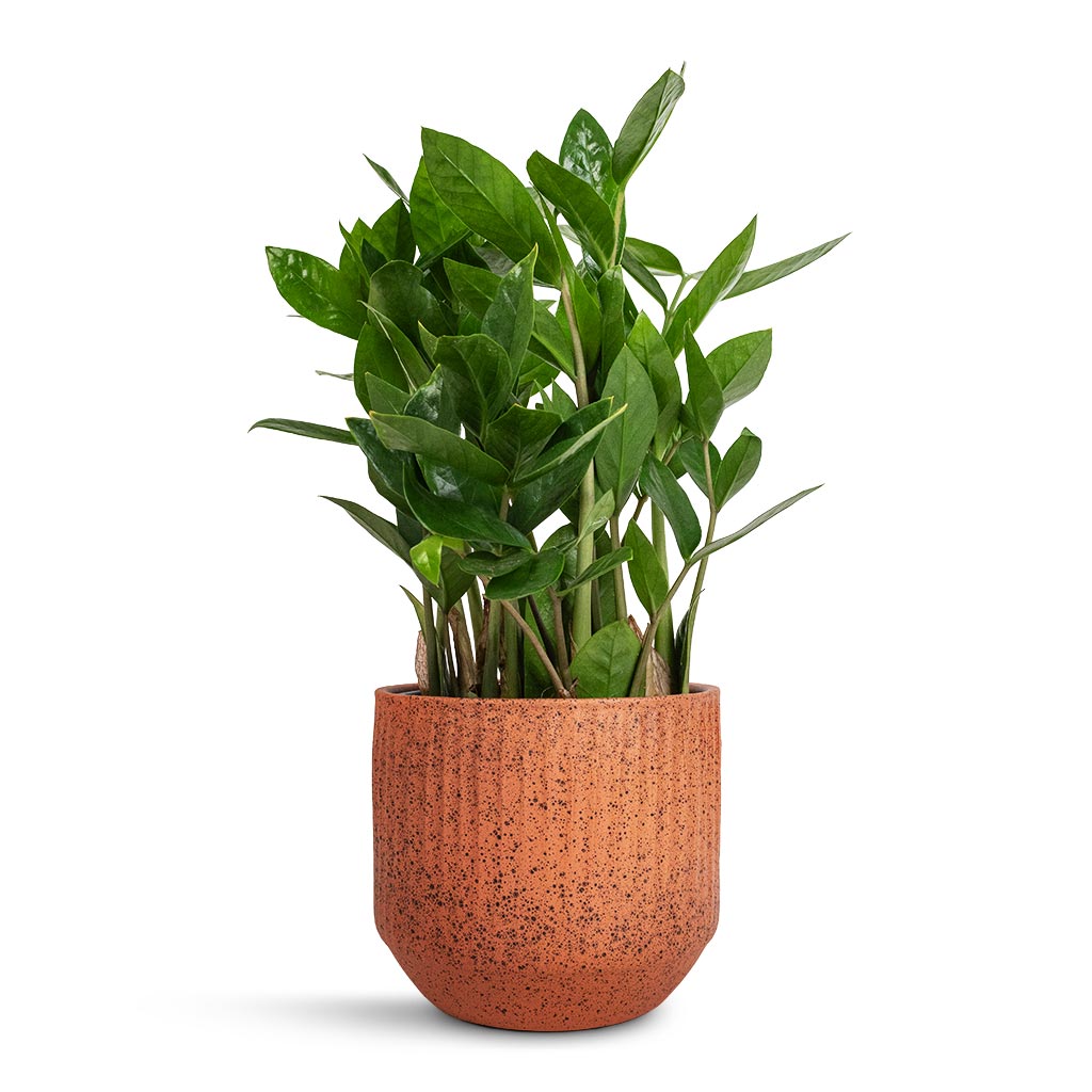 Zamioculcas zamiifolia - ZZ Plant & Solento Plant Pot - Terracotta Speckle