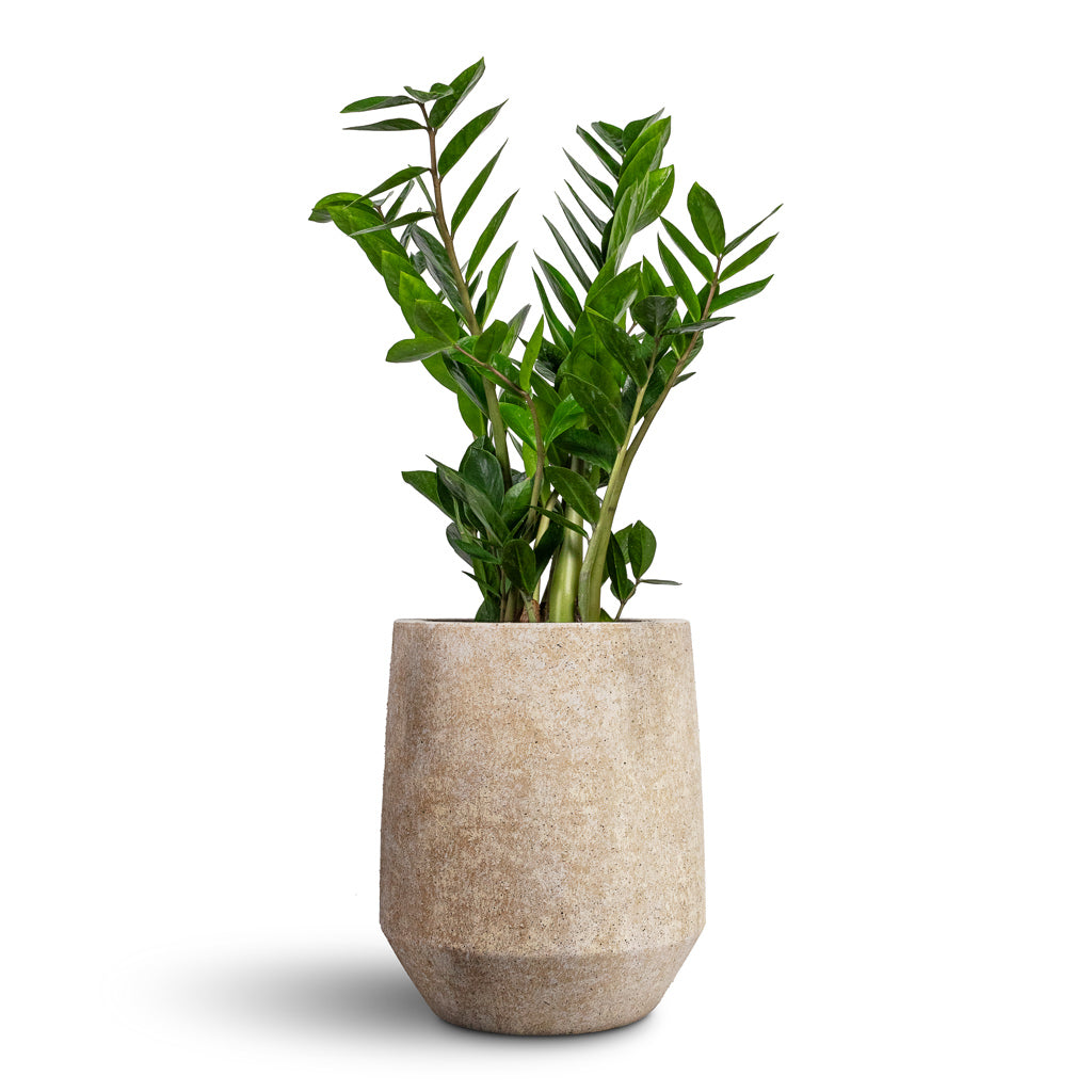 Zamioculcas zamiifolia ZZ Plant - 17x65cm & Harith High Mineral Planter Travertine - 28x33cm