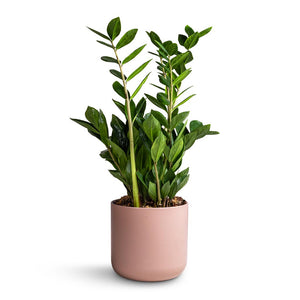Zamioculcas zamiifolia - ZZ Plant & Lisbon Plant Pot - Pink Clay