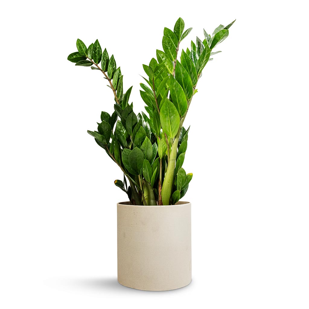 Zamioculcas zamiifolia - ZZ Plant & Puk Refined Planter - Natural White