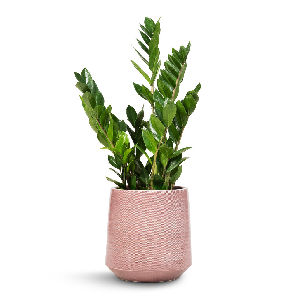 Zamioculcas zamiifolia - ZZ Plant & Remi Plant Pot - Pink