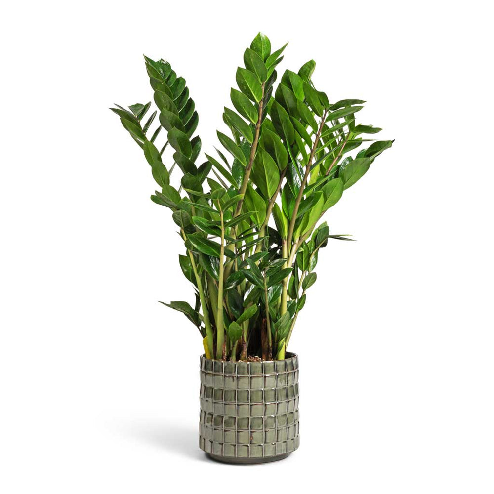 Zamioculcas zamiifolia - ZZ Plant - Indoor Plants | Hortology