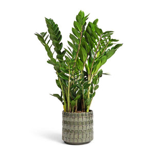 Zamioculcas zamiifolia - ZZ Plant & Stian Plant Pot - Moss Green