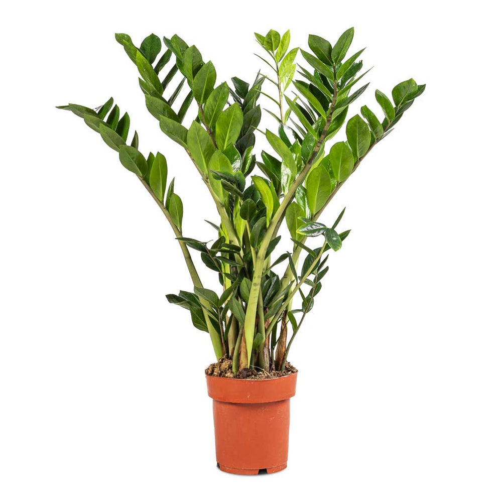 Zamioculcas zamiifolia - ZZ Plant - Indoor Plants | Hortology