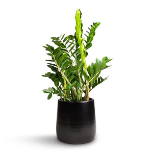 Zamioculcas zamiifolia - ZZ Plant & Akemi Plant Pot - Carbon Black