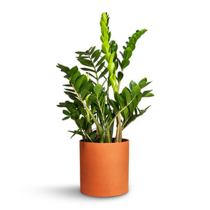 Zamioculcas zamiifolia - ZZ Plant & Puk Refined Planter - Canyon Orange