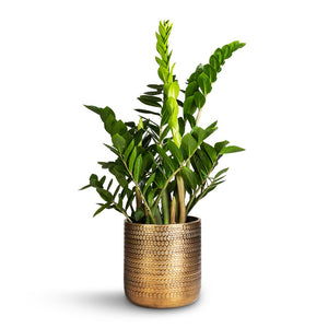 Zamioculcas zamiifolia - ZZ Plant & Solis Embossed Plant Pot - Gold