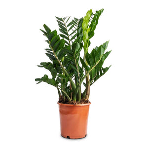 Zamioculcas zamiifolia - ZZ Plant 21 x 80cm