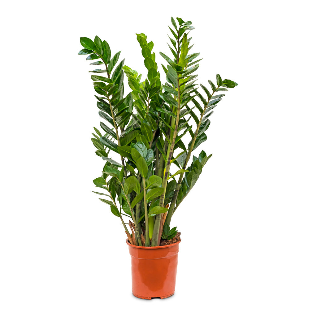 Zamioculcas zamiifolia - ZZ Plant - 24 x 90cm