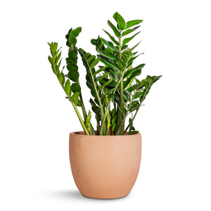 Zamioculcas zamiifolia - ZZ Plant & Terracotta Plant Pot