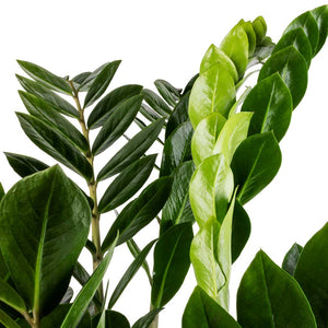 Zamioculcas-zamiifolia-ZZ-Plant Leaves - New Growth