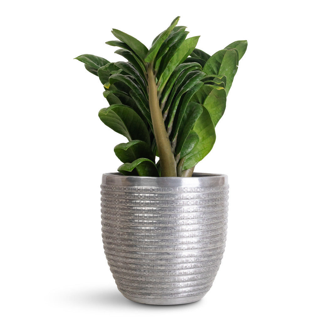 Zamioculcas zamiifolia Zenzi - 11x30cm In Elise Metal Pot Lead - 15x12cm