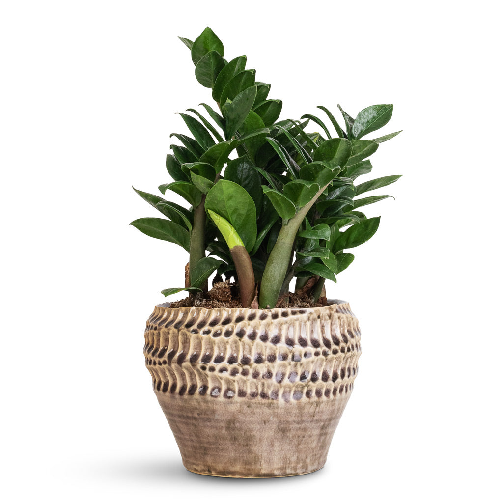 Zamioculcas zamiifolia Zenzi - 14x45cm In Deb Pot Aubergine - 20x15cm